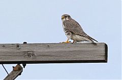 Prairie Falcon